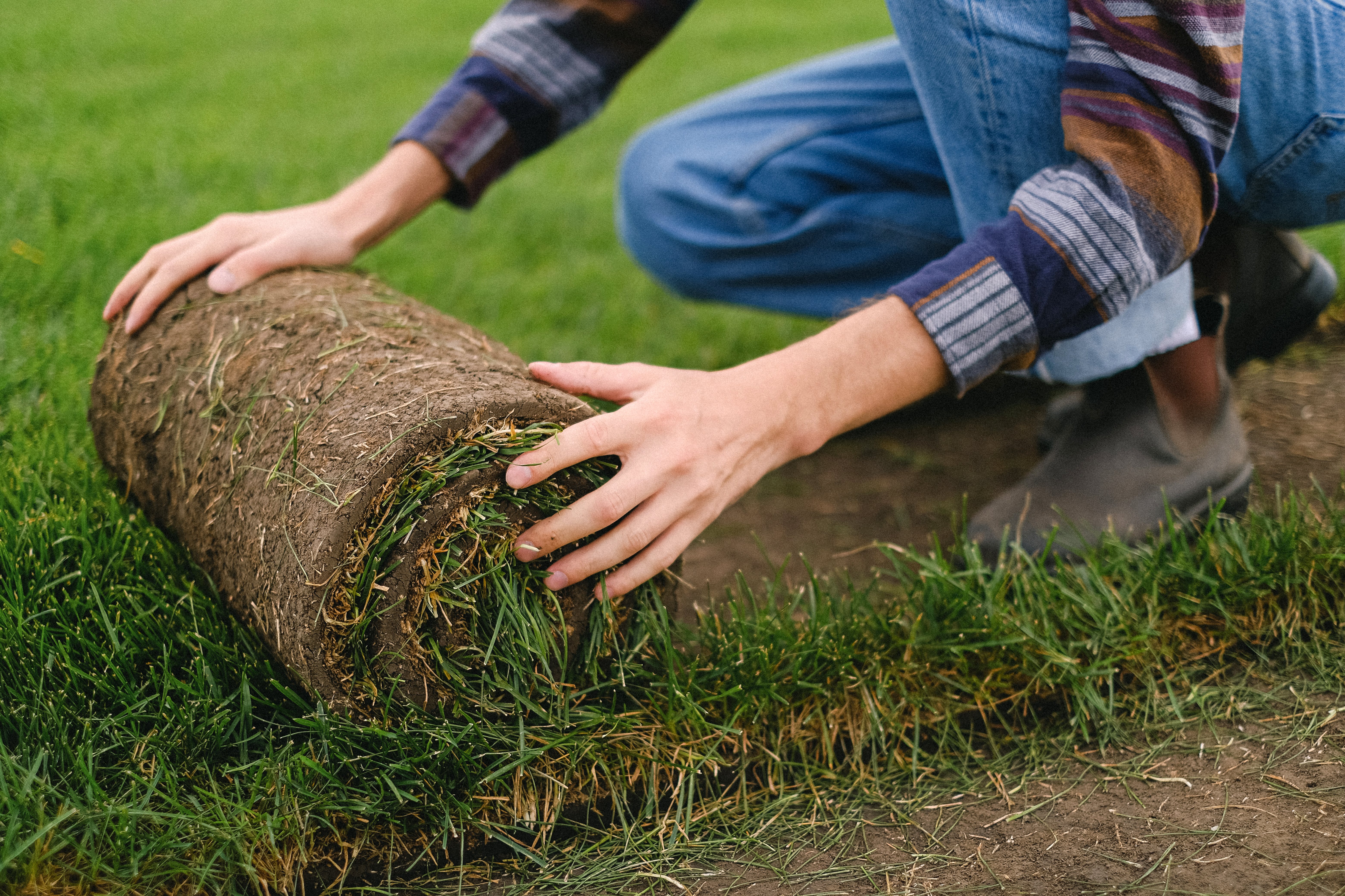 a man rolling out quality picked sod